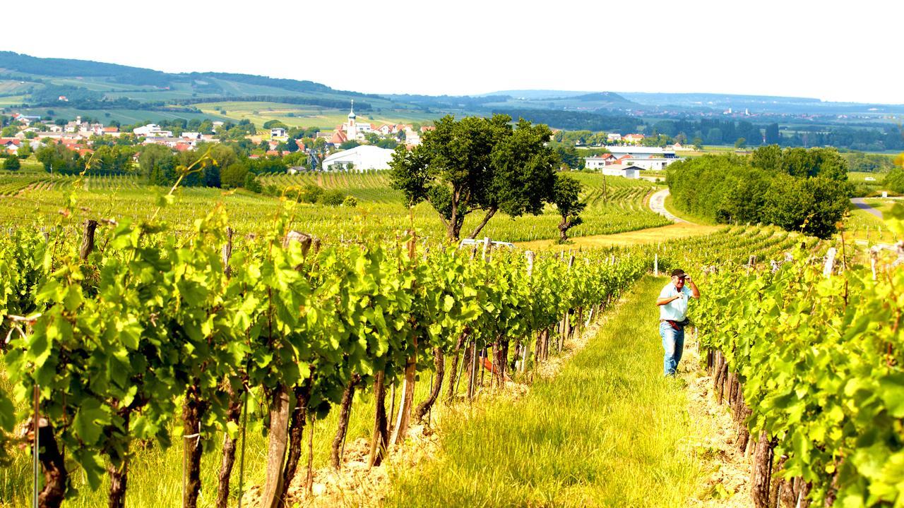 Iby-Lehrner Wein-Gut Und Wein-Traeumerei Horitschon 외부 사진